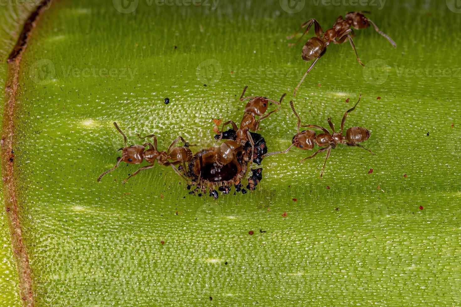 vuxna cecropia myror på en cecropia stam foto
