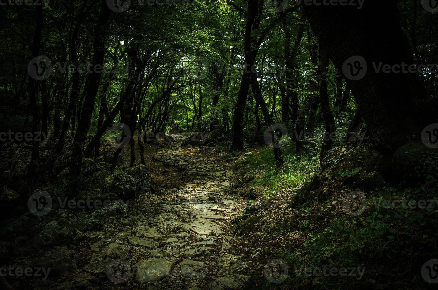sten stig i tät tjock grön skog, kloster ostrog, montenegro foto