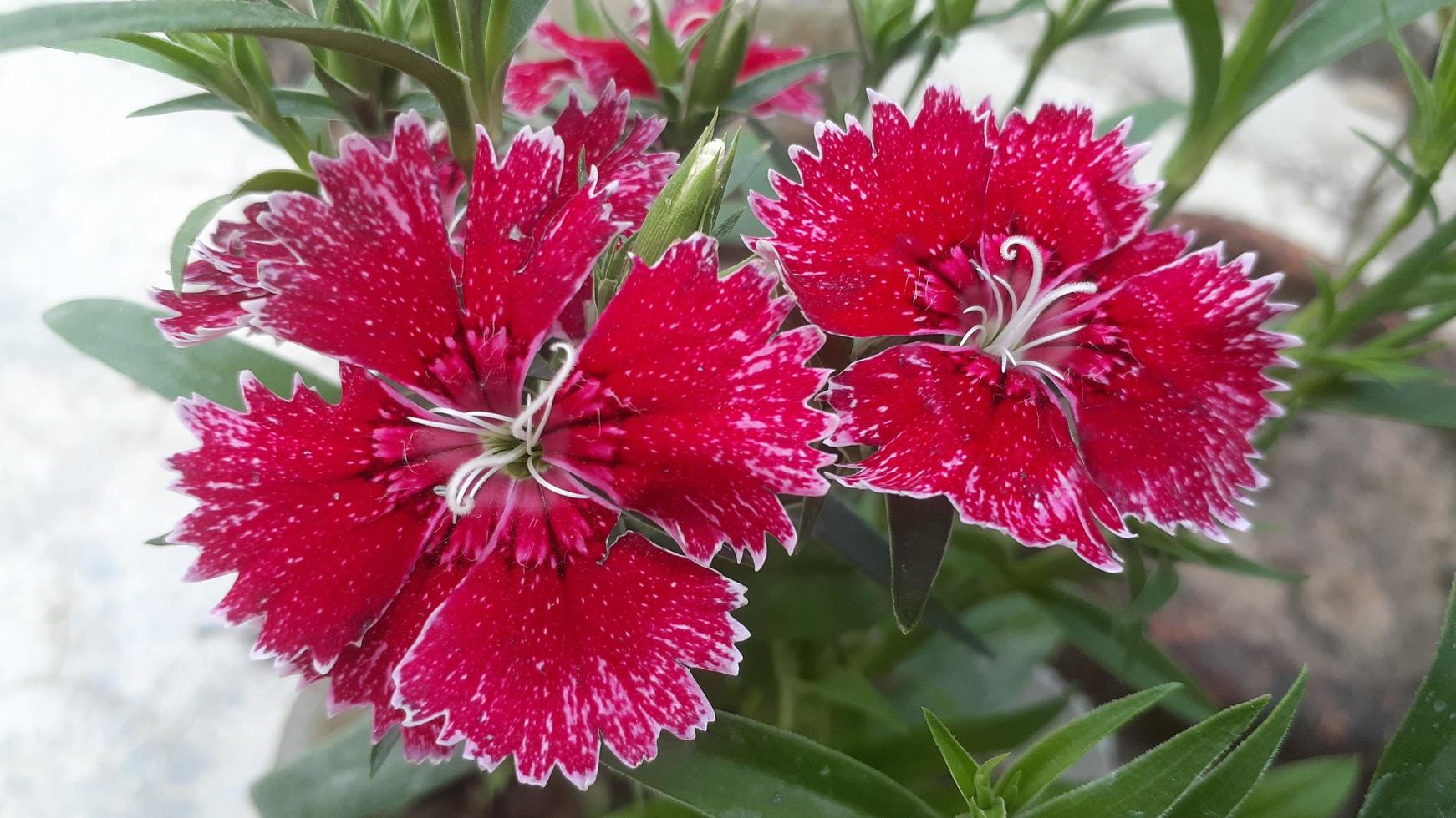 dianthus blomma bild 011 foto