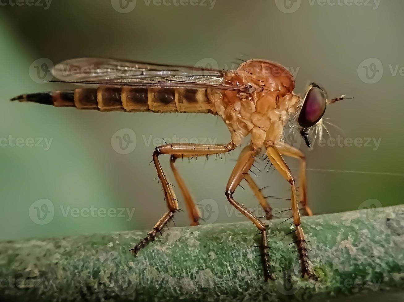 makroinsekter och andra smådjur i naturen foto