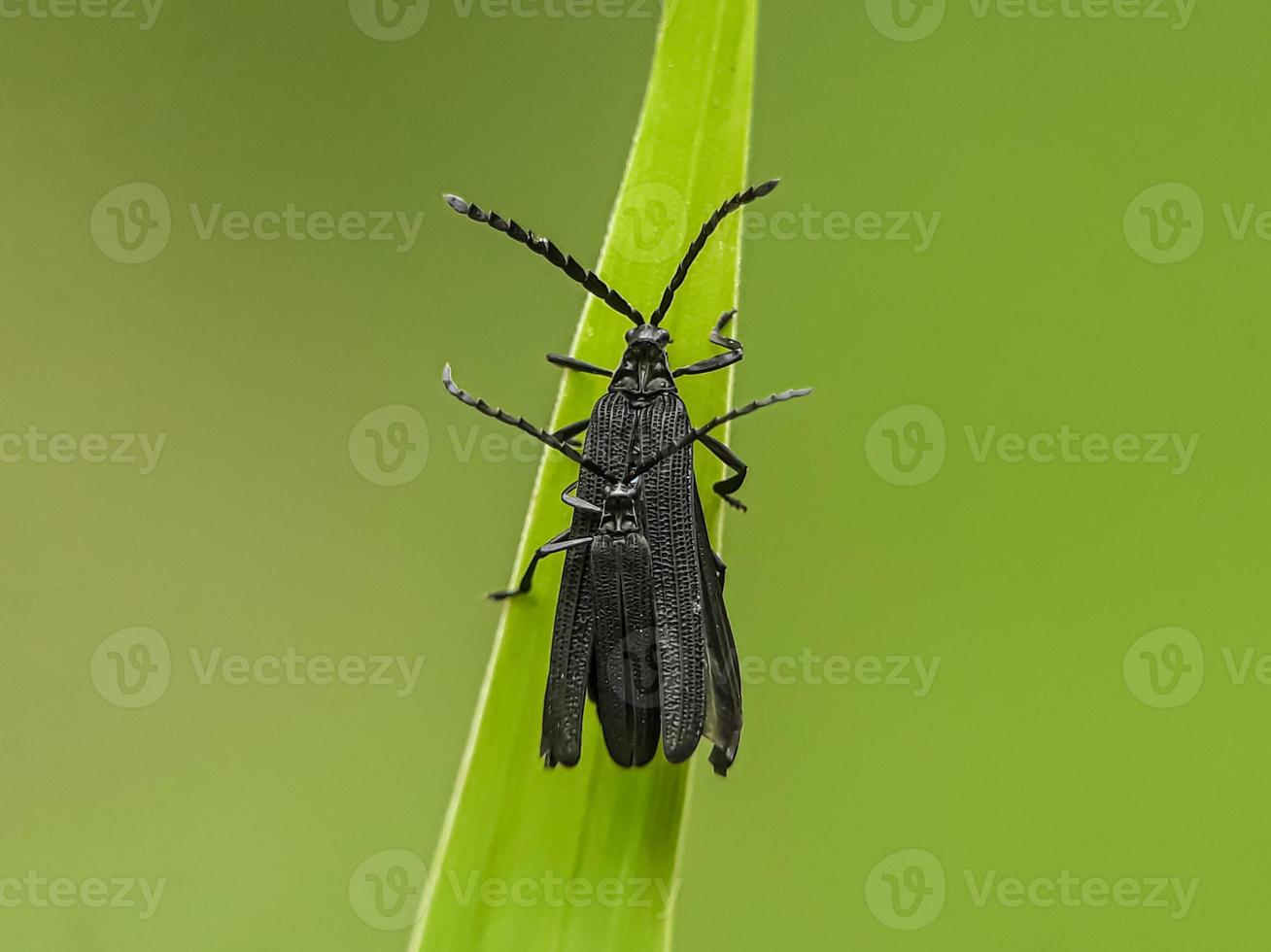 makroinsekter och andra smådjur i naturen foto