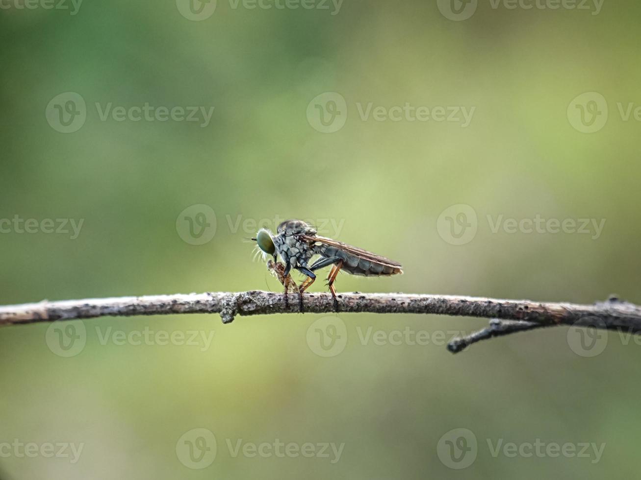 asilidae är familjen rånarflugor, även kallade lönnmördarflugor foto