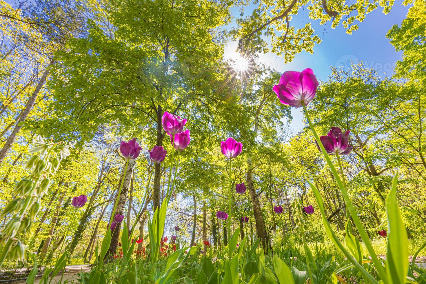 våren blommar naturen. parklandskap av blommor och tulpaner. vackert utomhuslandskap, förtrollande blommig färgstark naturbakgrund, solig dag. närbild tulpaner med träd foto