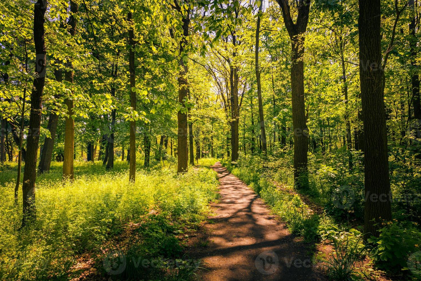 vacker skogsstig, frisk grön vårsommar foto