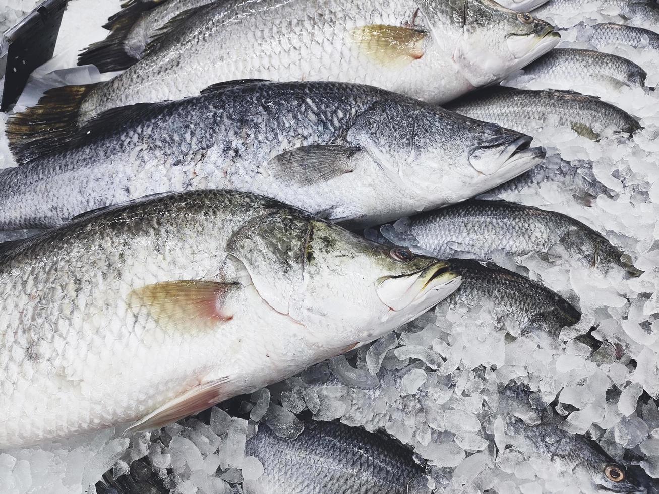 rå basfisk på is, färsk havsabborre fisk till salu i marknadens skaldjursrestaurang foto