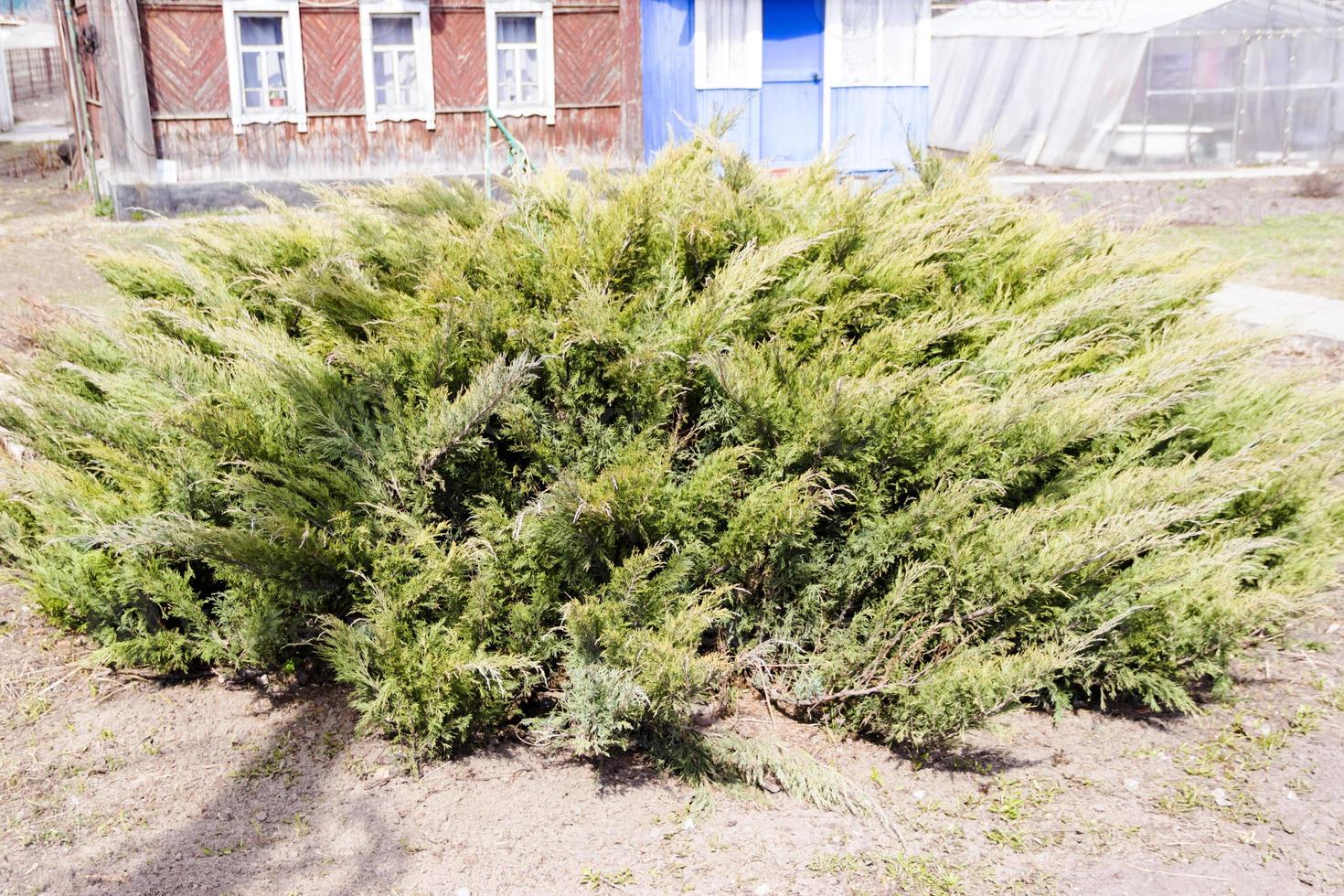 barrväxt plantskola. kosack enbär i grön park foto