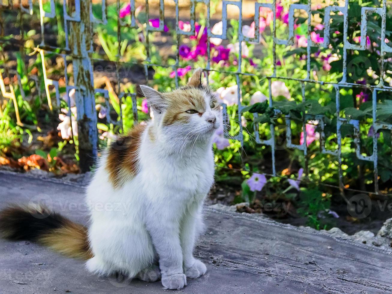 fluffig mångfärgad katt sitter på vägen. katt har intressant original pälsfärg. foto