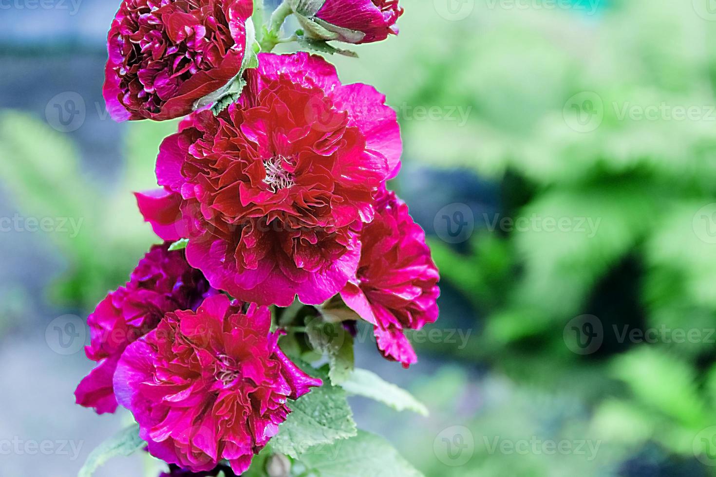 frodig blomning av crimson pioner i vårträdgården. foto