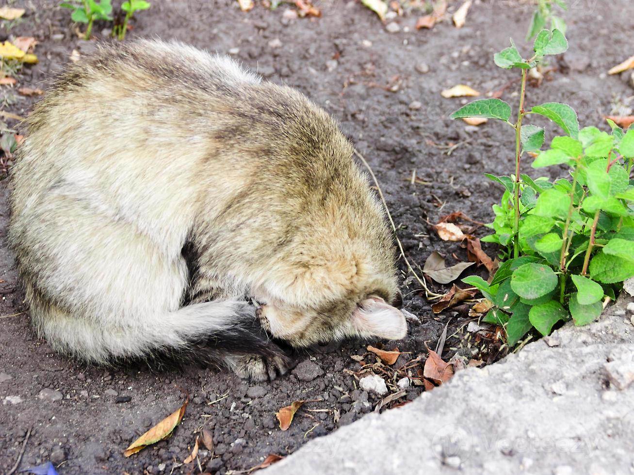 nervös vuxen tabbi katt isolerad på vitt foto