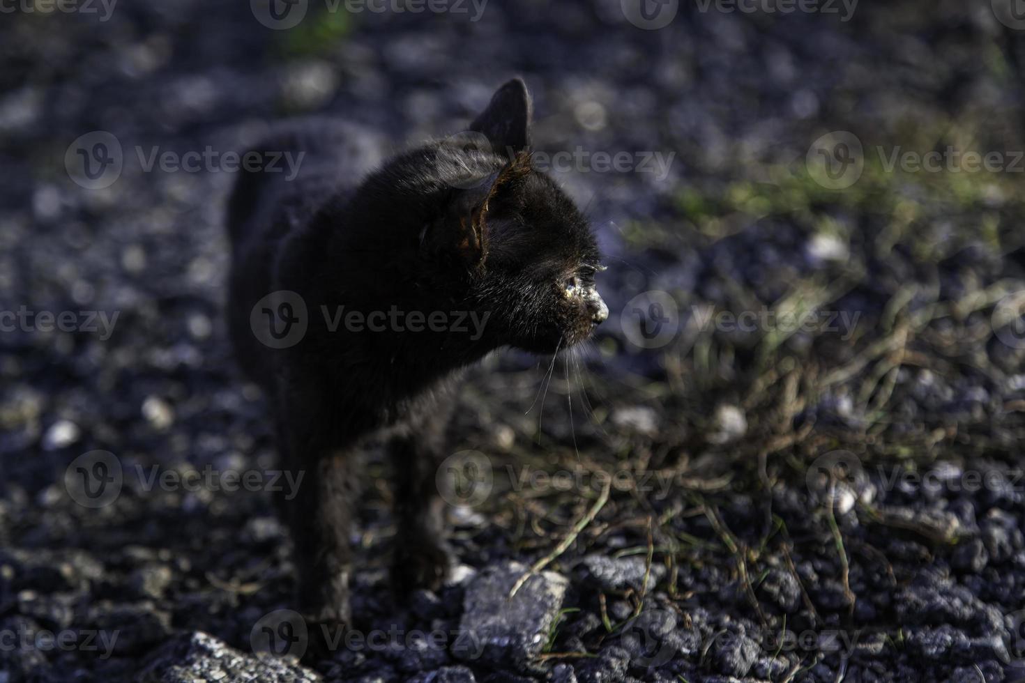 svart katt på gatan foto
