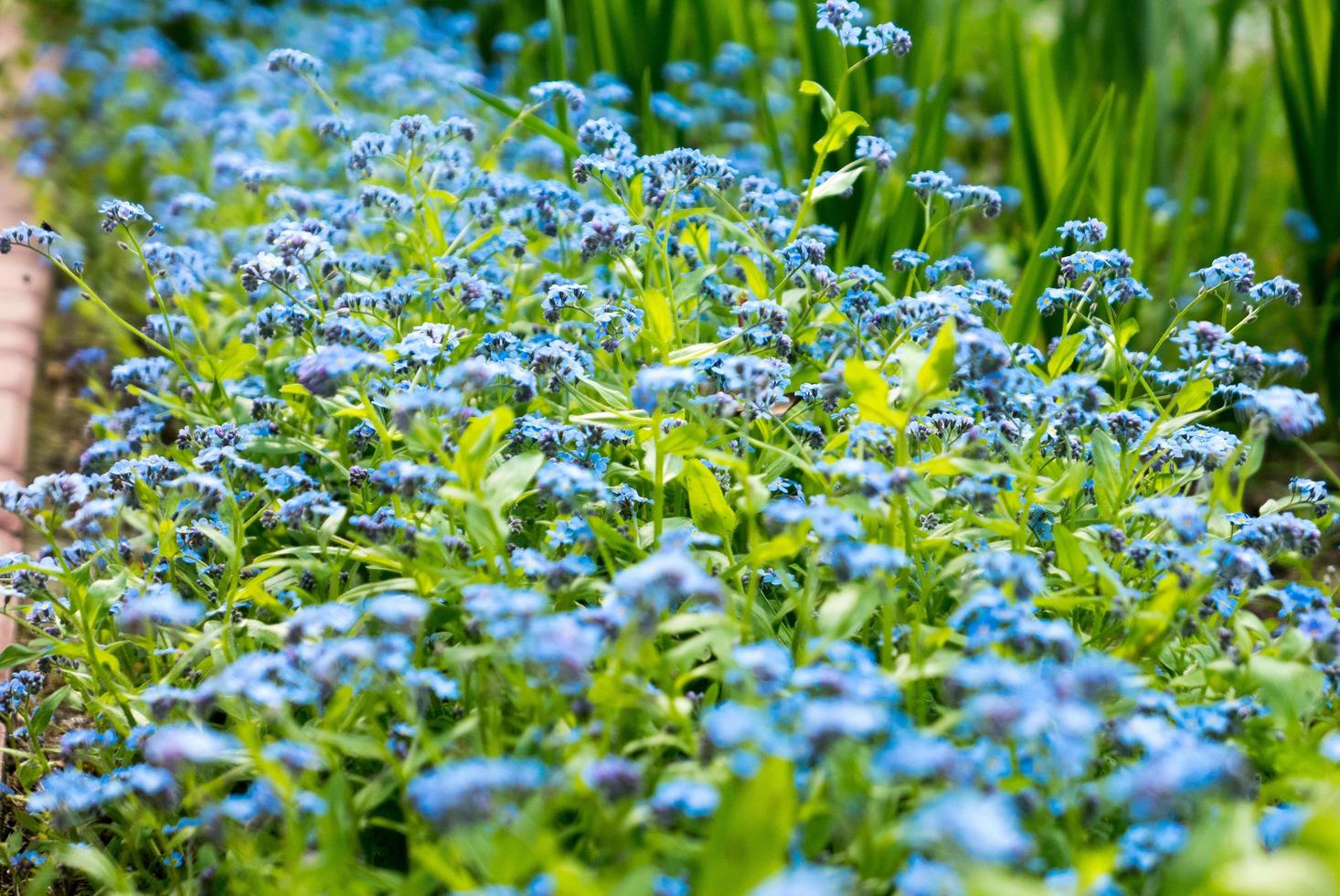 glöm mig inte blommor på nära håll. foto