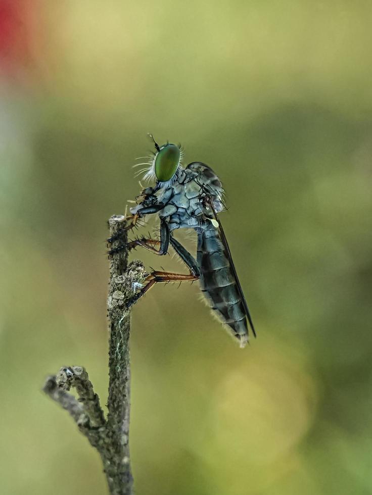 makro insekter myggor flyga rånare foto