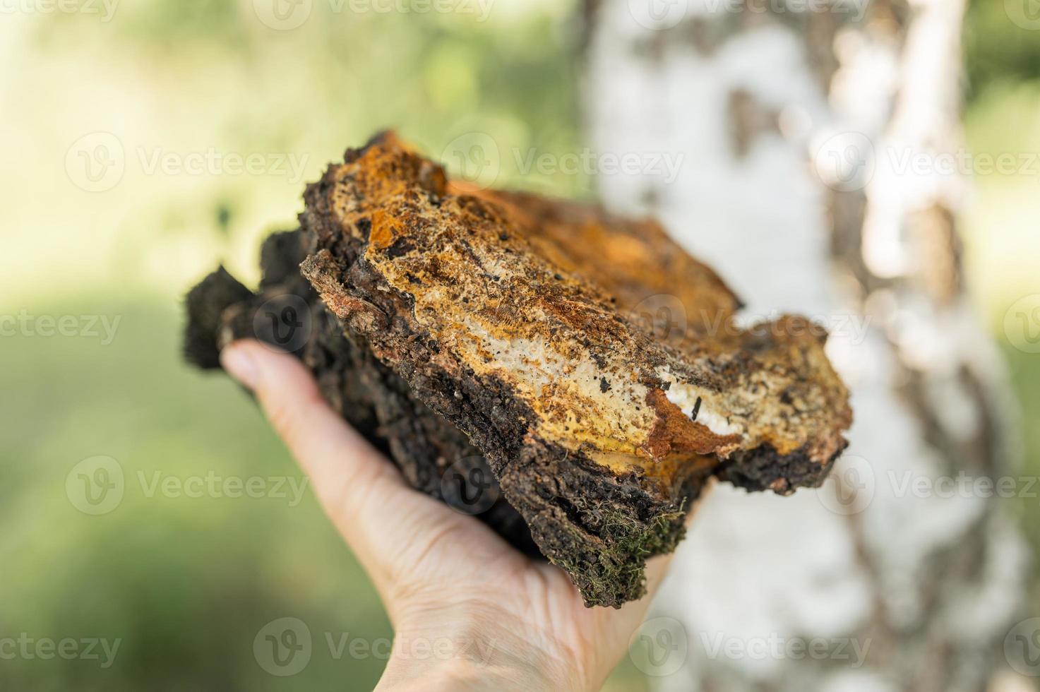 chaga svamp svamp foto