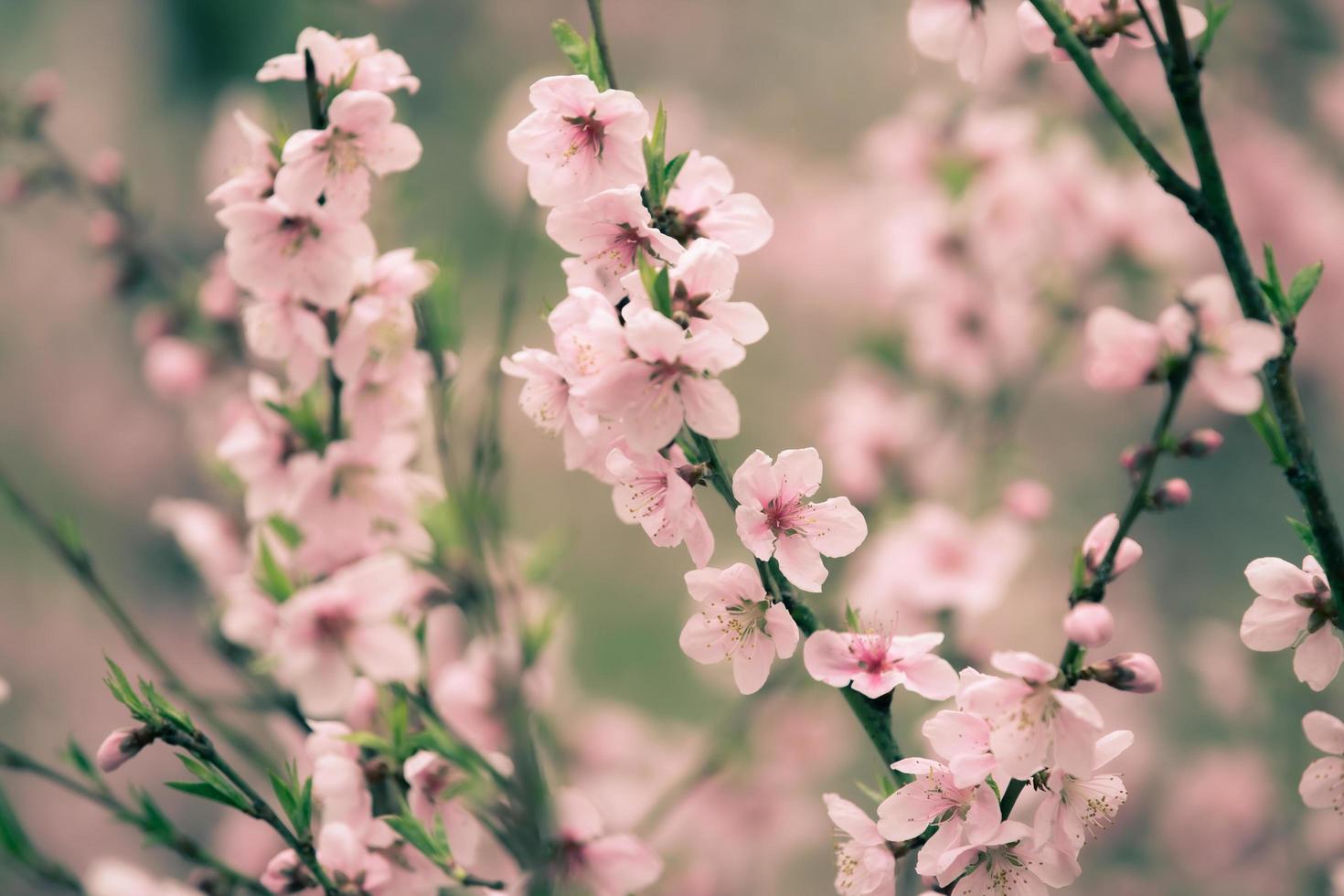 vacker körsbärsblomning sakura på våren foto