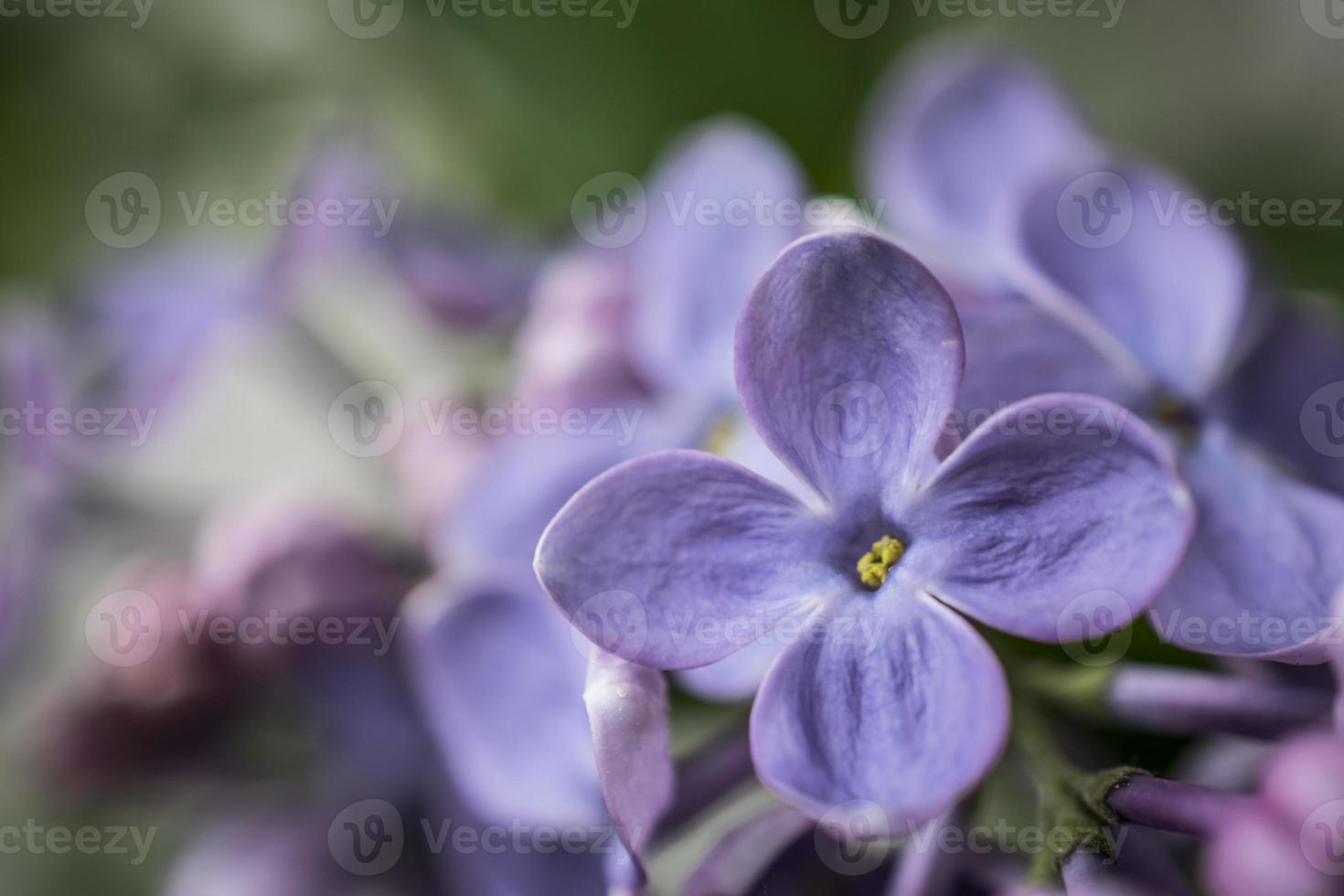 en närbild av lila blommor på våren foto