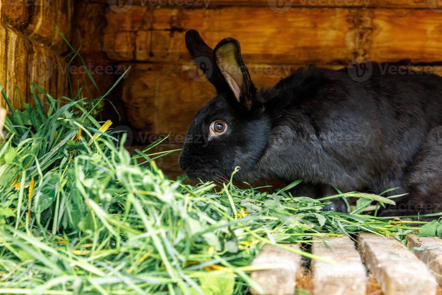 liten matande svart kanin som tuggar gräs i kaninhydda på djurgård, ladugårdsbakgrund. kanin i hydda på naturlig ekogård. modern djurboskap och ekologiskt jordbruk koncept. foto