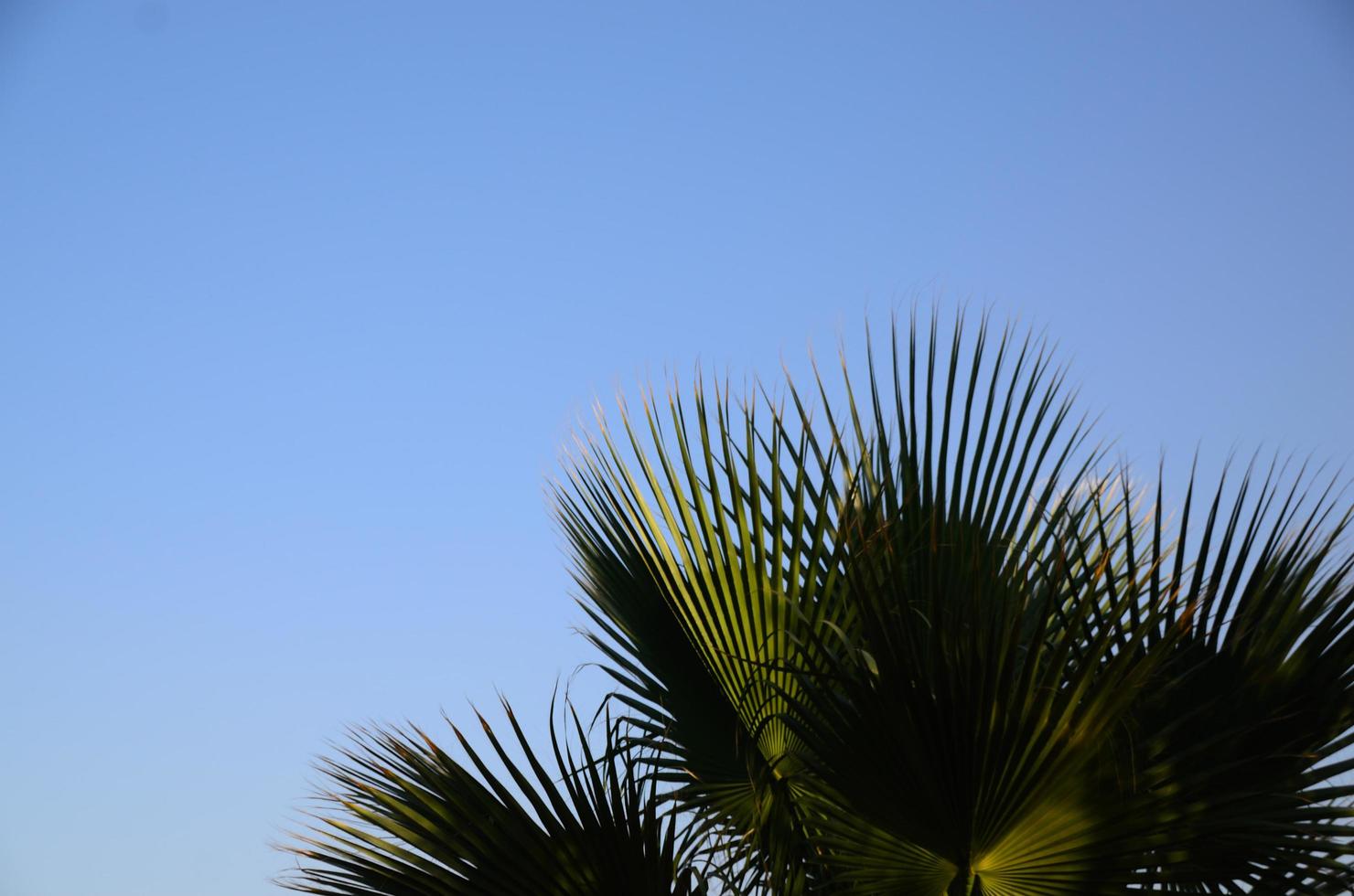 palm och himmel foto