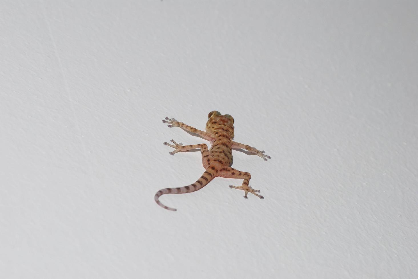 gecko klättrar på en vit vägg på semestern foto