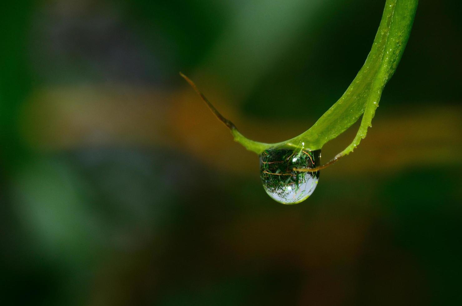 droppe med reflektion av buske foto