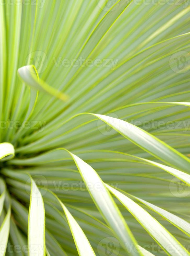 saftig yucca-växt närbild, tagg och detalj på blad av smalbladig yucca foto