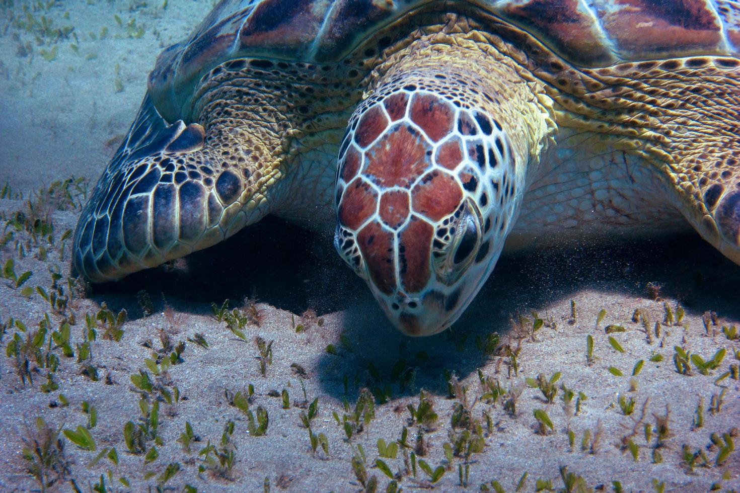 havssköldpadda detalj foto