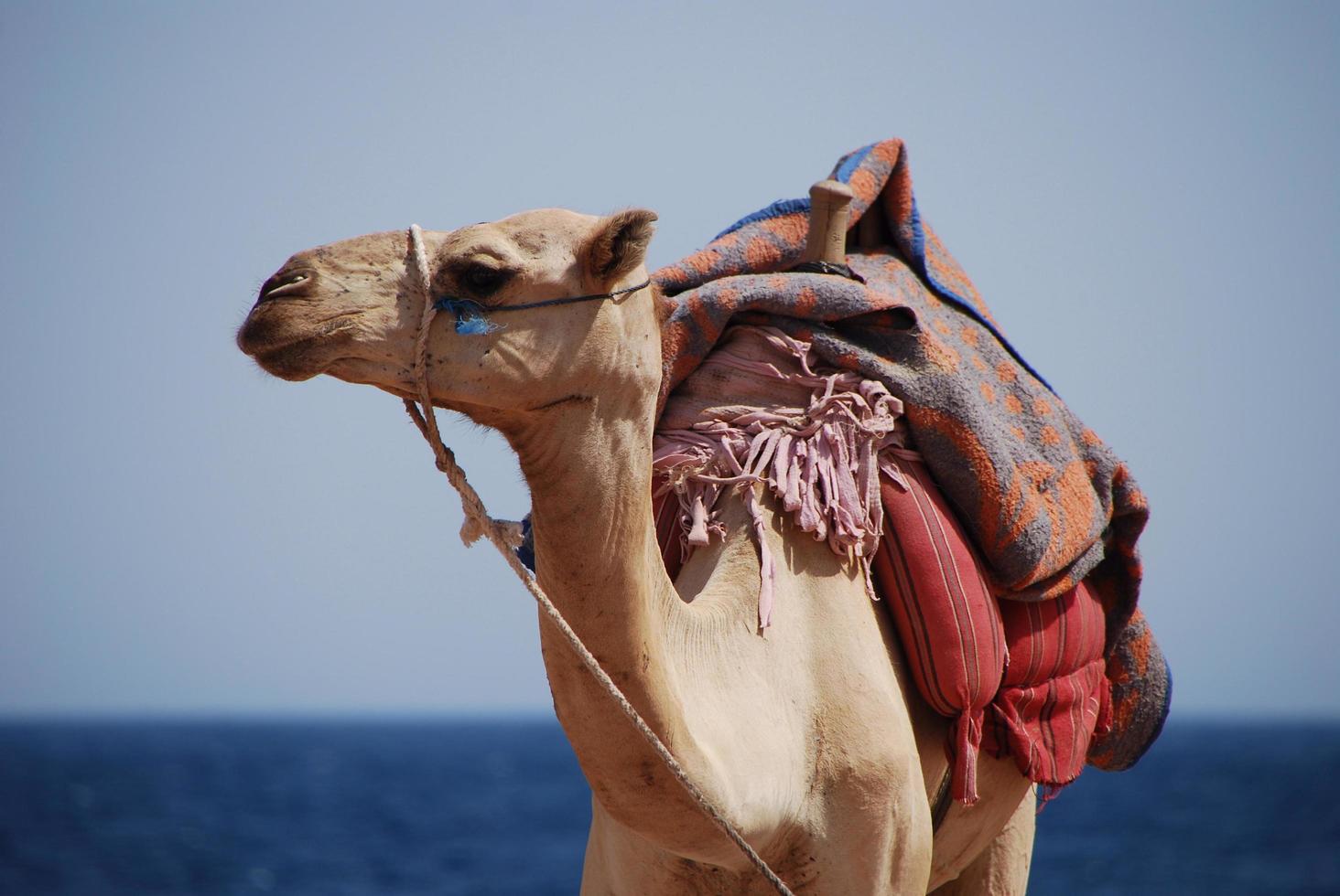 kamel på stranden på semester i egypten ser ut foto