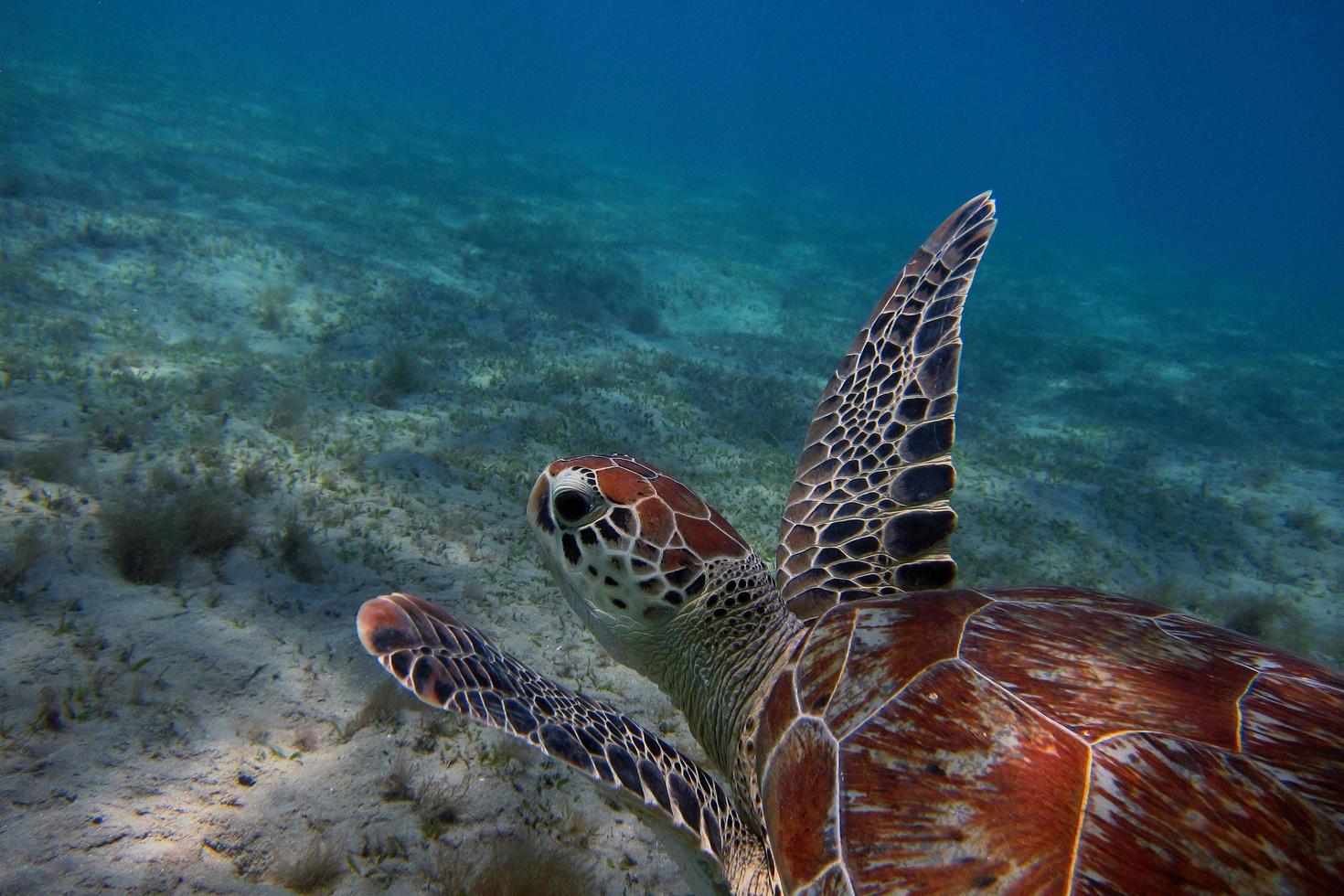 havssköldpadda i det blå havet foto