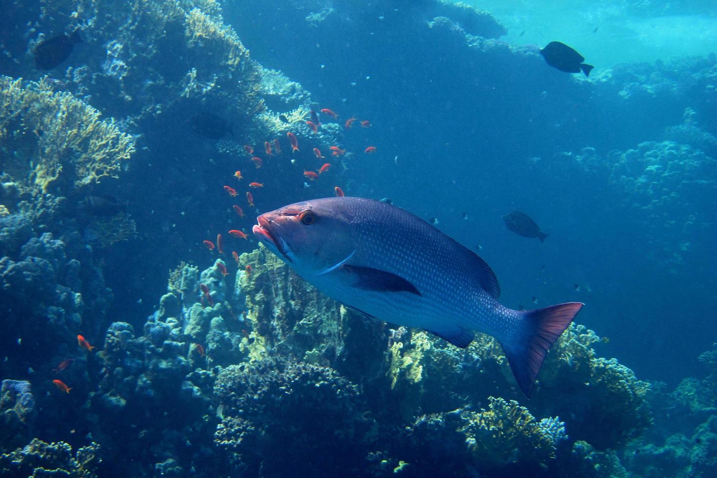 stor silverfisk i egypten foto