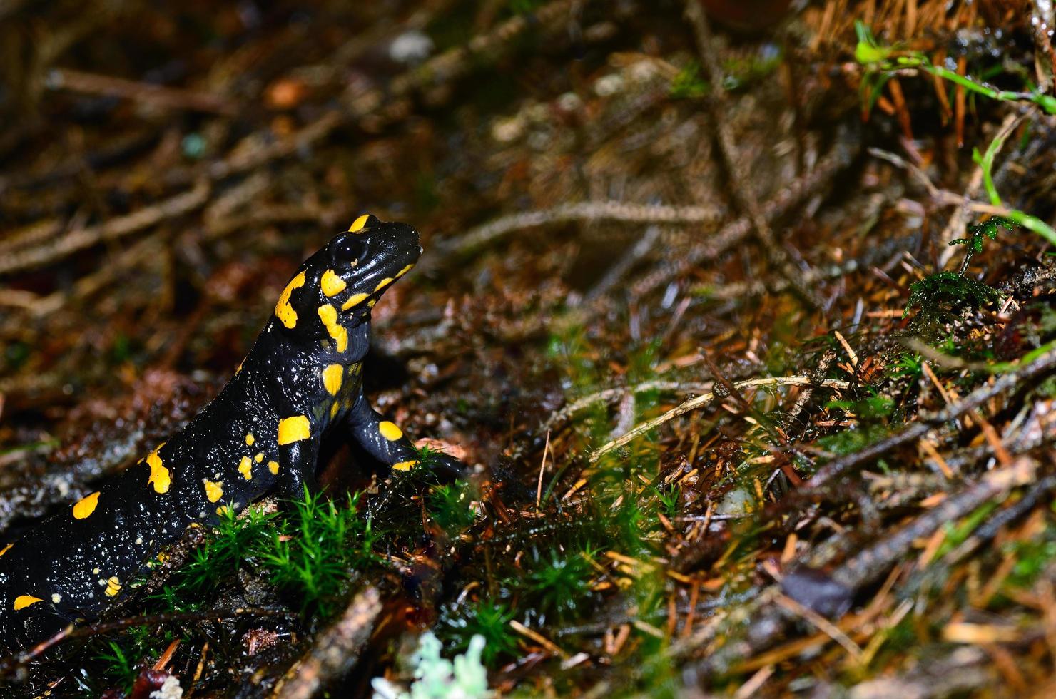 eldsalamander upp foto