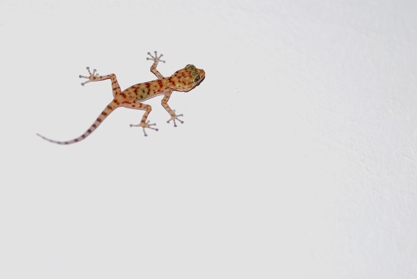 gecko klättrar på en vit vägg till vänster foto