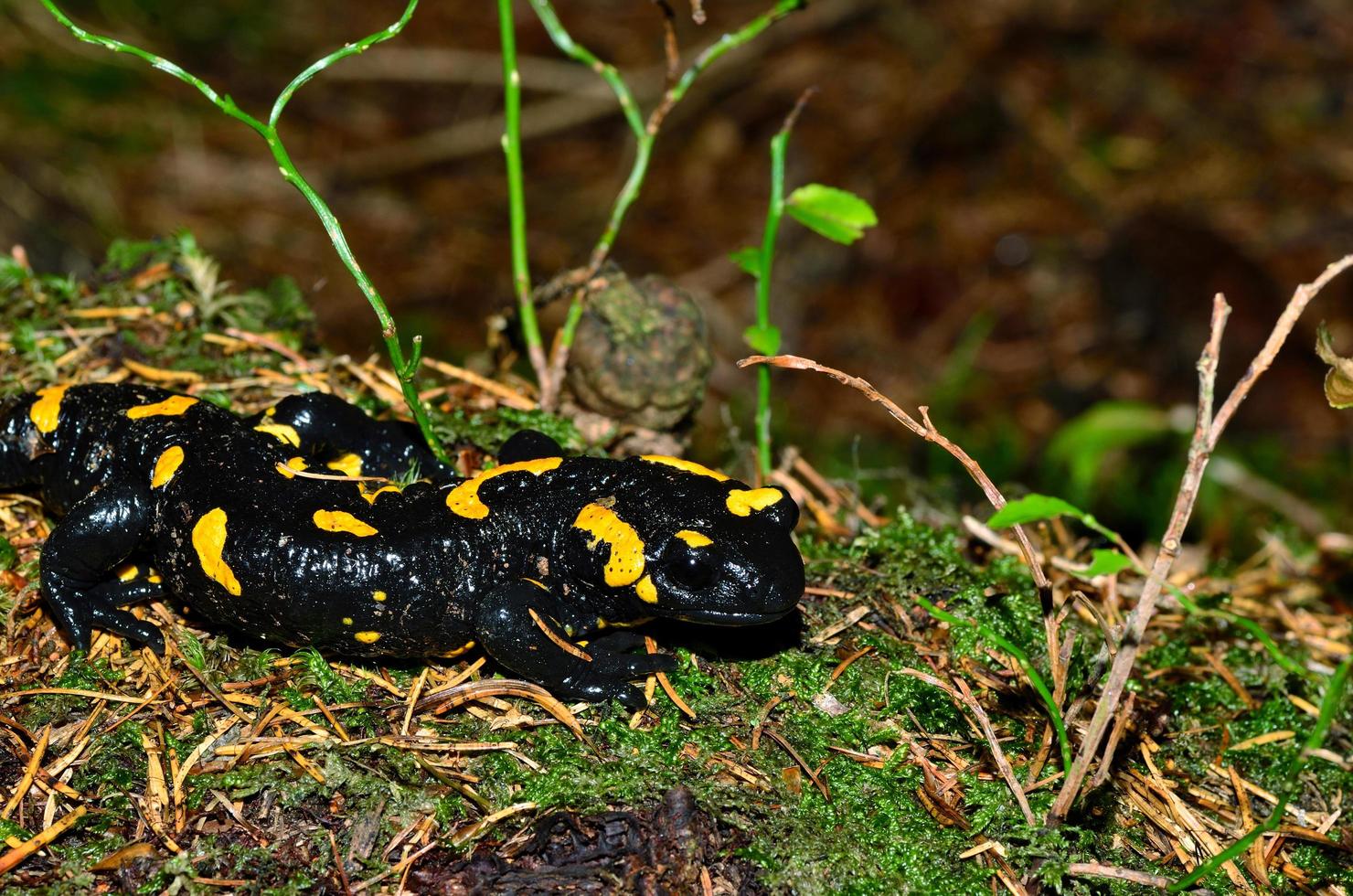 eld salamanda i naturen foto