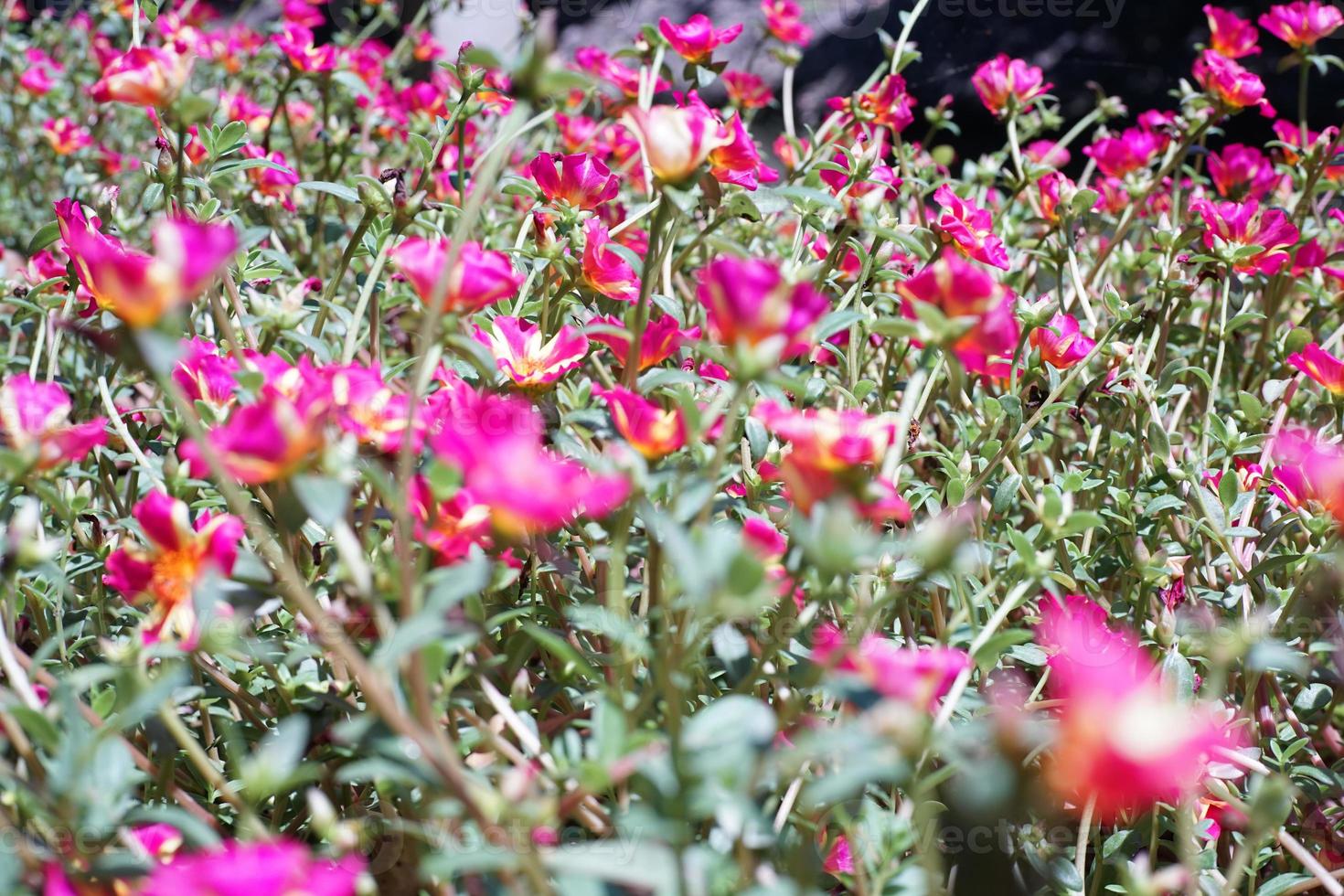 fält av rosa blommor blommor med suddig förgrund av landskapet foto