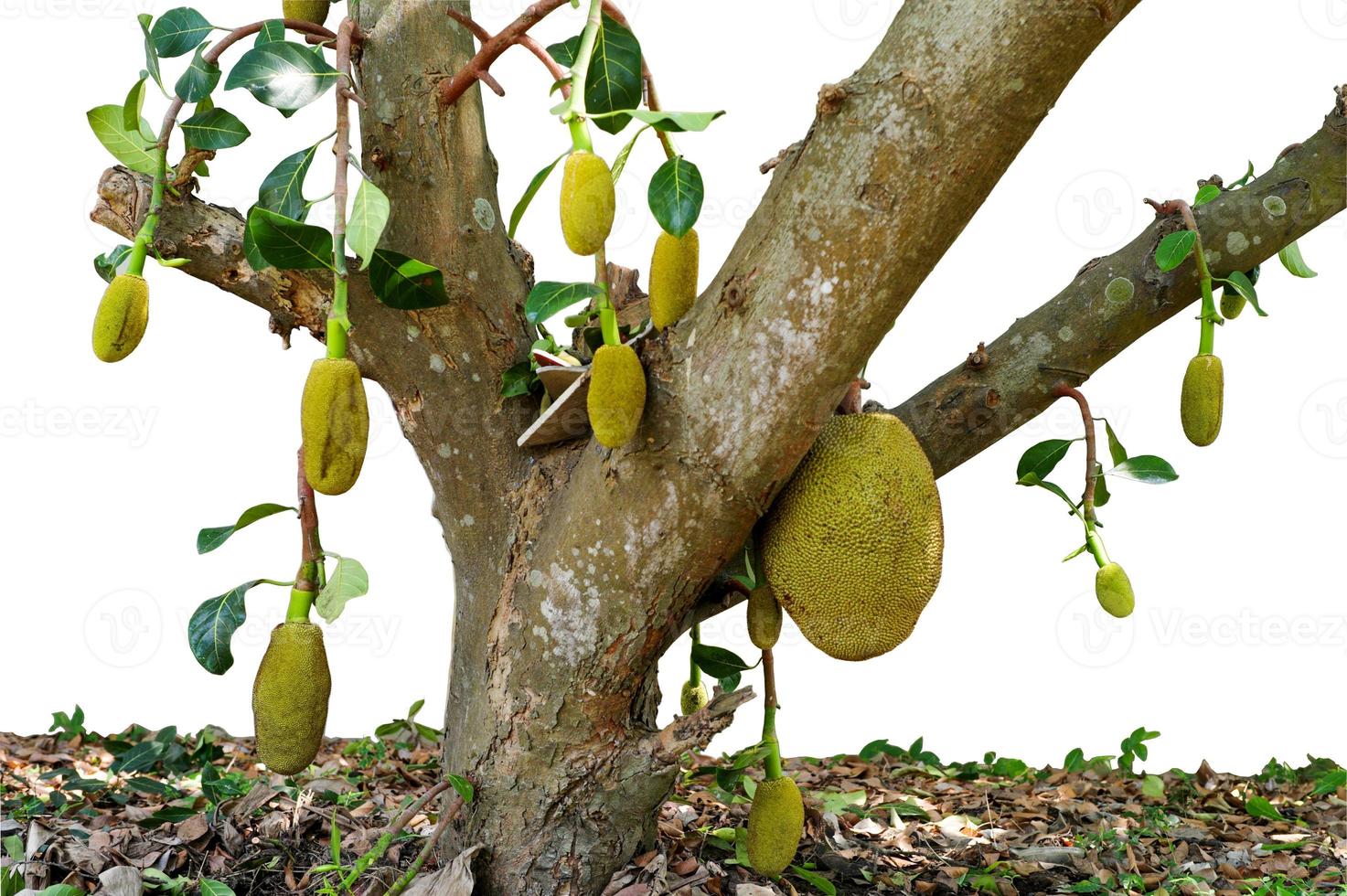 selektivt fokus på mogen jackfrukt som hänger från trädkroppen i den ekologiska gården med suddig grupp av babyjackfrukter i bakgrunden foto