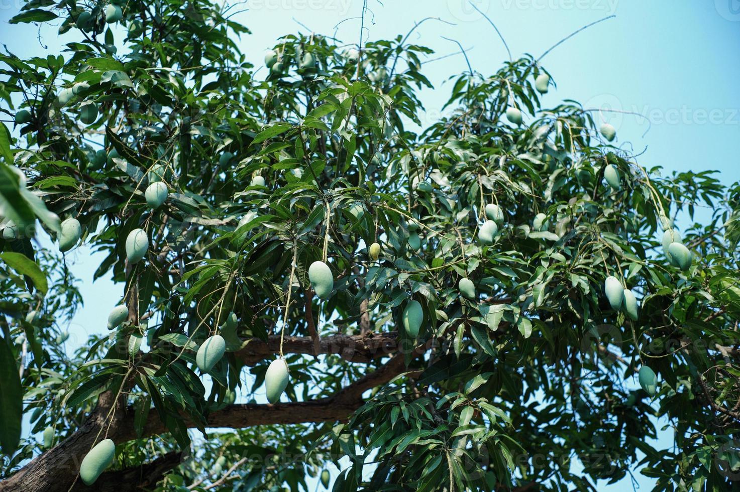 hög vinkel bild av många gröna mango hängande på trädet foto