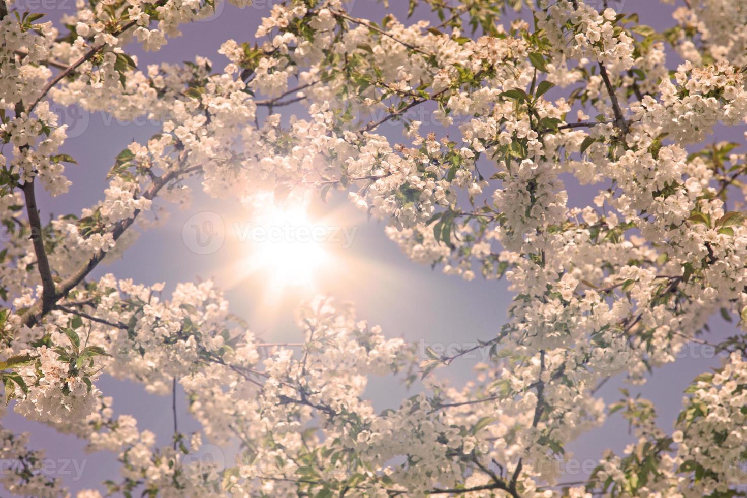 vacker gren av blommande träd på våren. foto