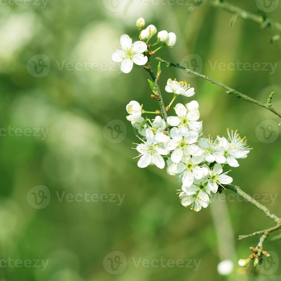 vacker gren av blommande träd på våren. foto