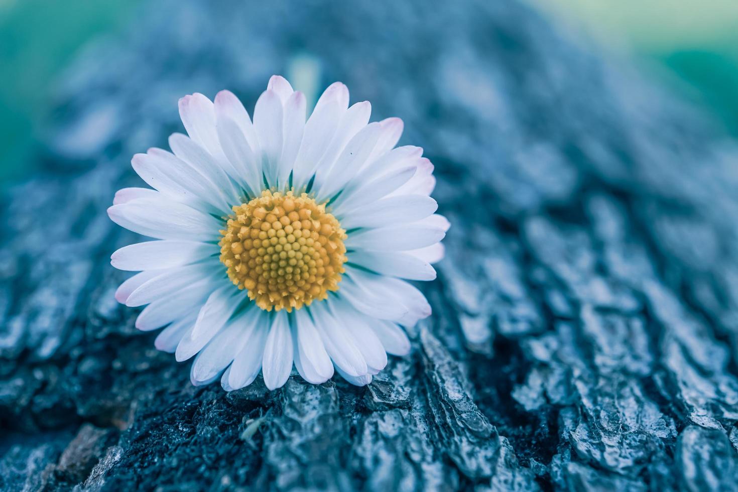 romantisk vit tusensköna blomma på våren foto