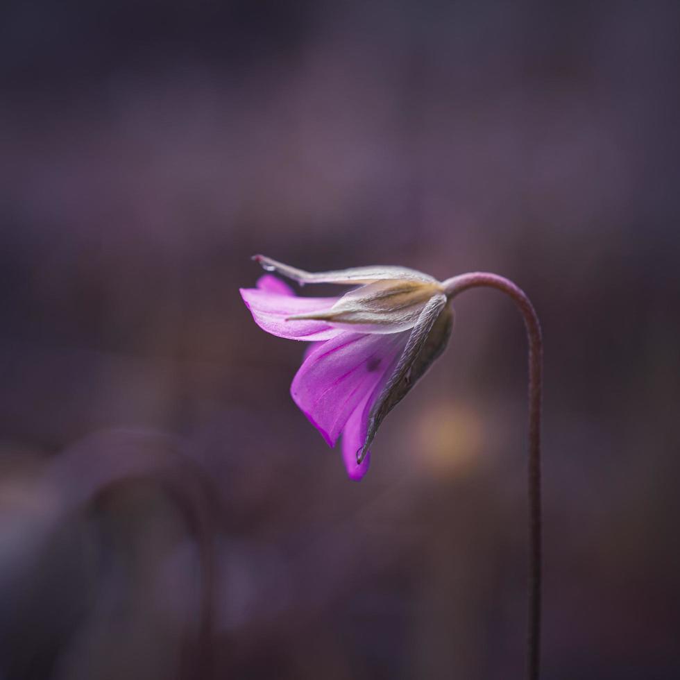 vacker rosa blomma växt i naturen på våren foto