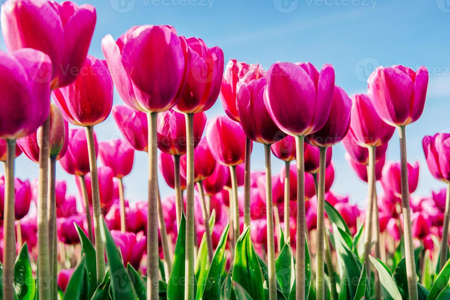 grupp rosa tulpaner mot himlen. vårens landskap. foto