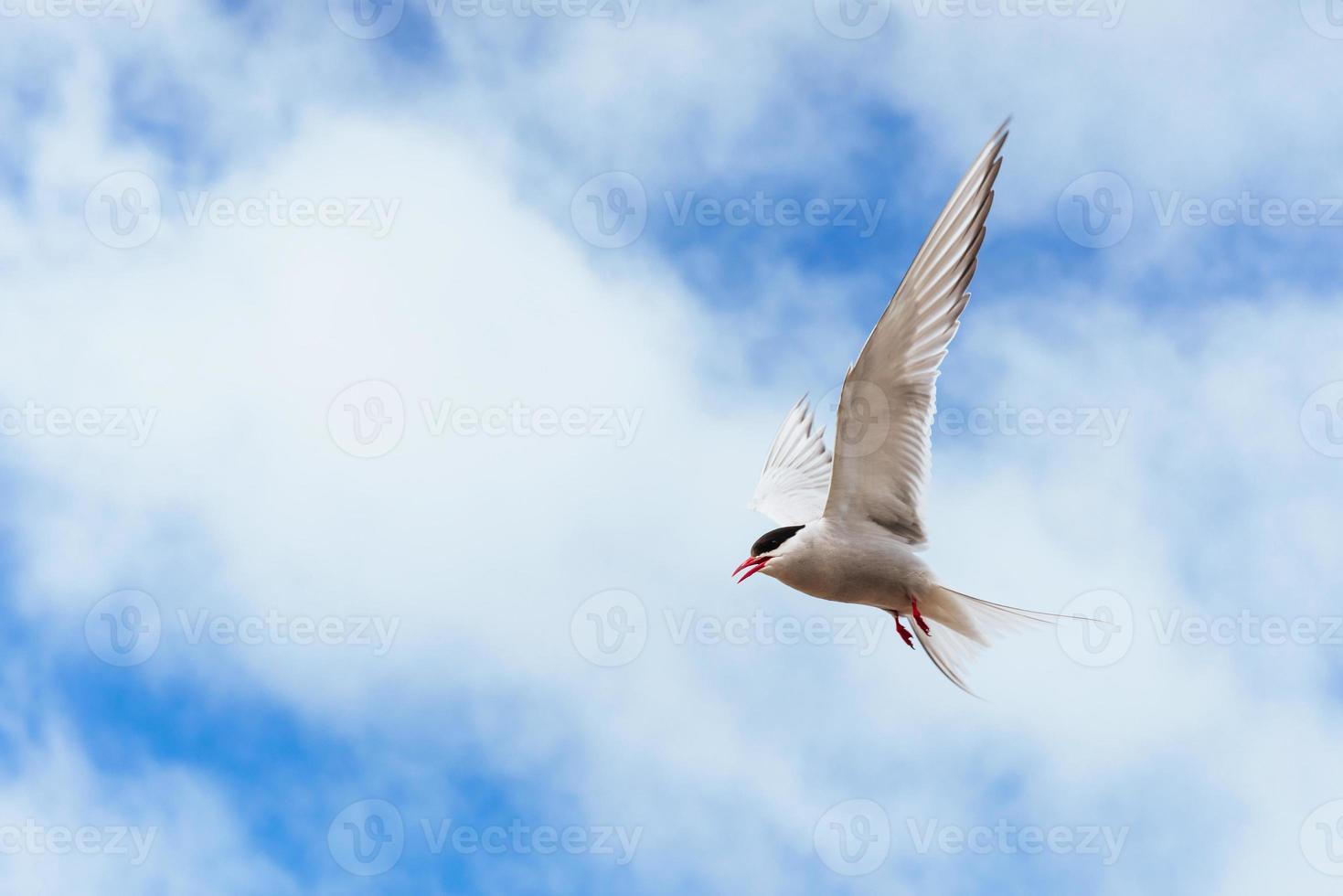 vacker polartärna mot en bakgrund av vacker blå himmel med cumulusmoln foto