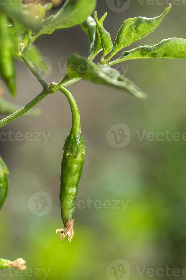 grön organisk chilipeppar på ung växt på gårdsfält, skördkoncept. foto