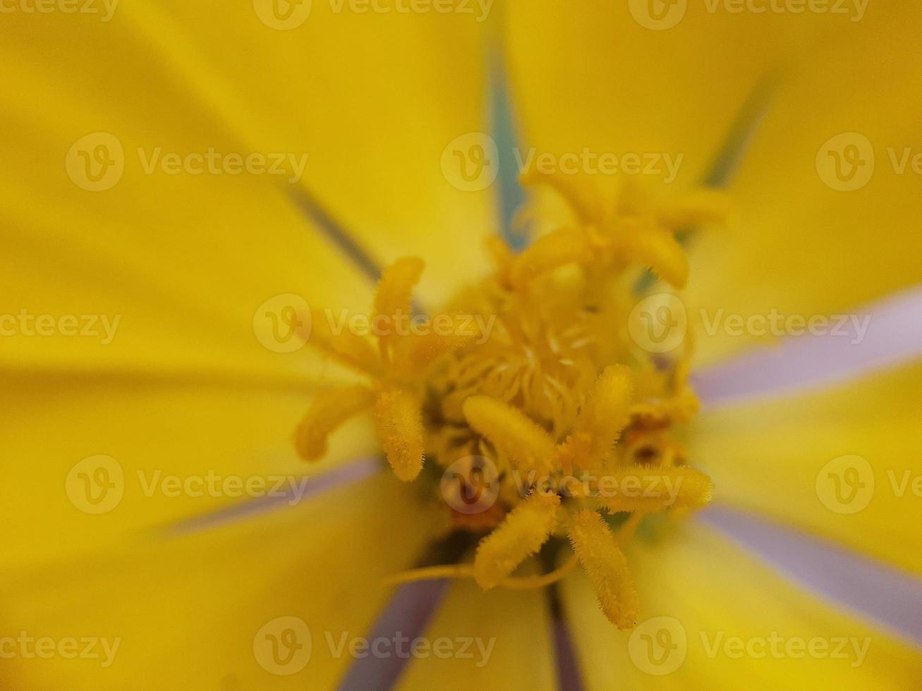 diverse växt av vild natur foto