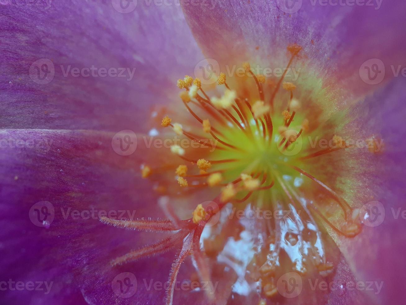 diverse växt av vild natur foto