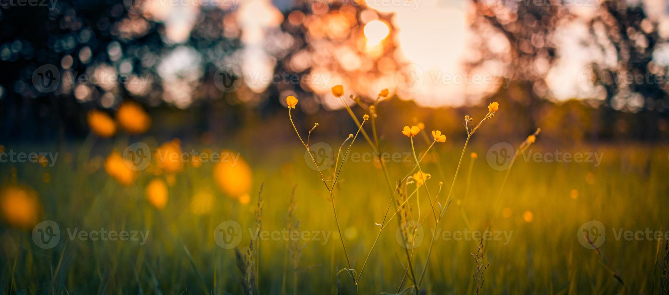 panoramafält av gula blommor och grön äng på våren eller sommarkvällen i solnedgången, gyllene timmen. idyllisk natur natursköna, närbild landskap, suddig drömmande naturliga skogsfält foto