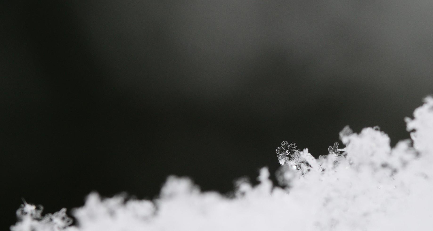 snö kristall som blomma panorama foto