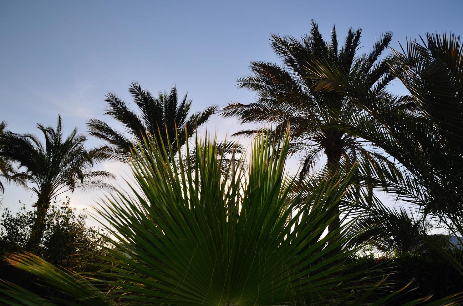 många palmer på semester foto