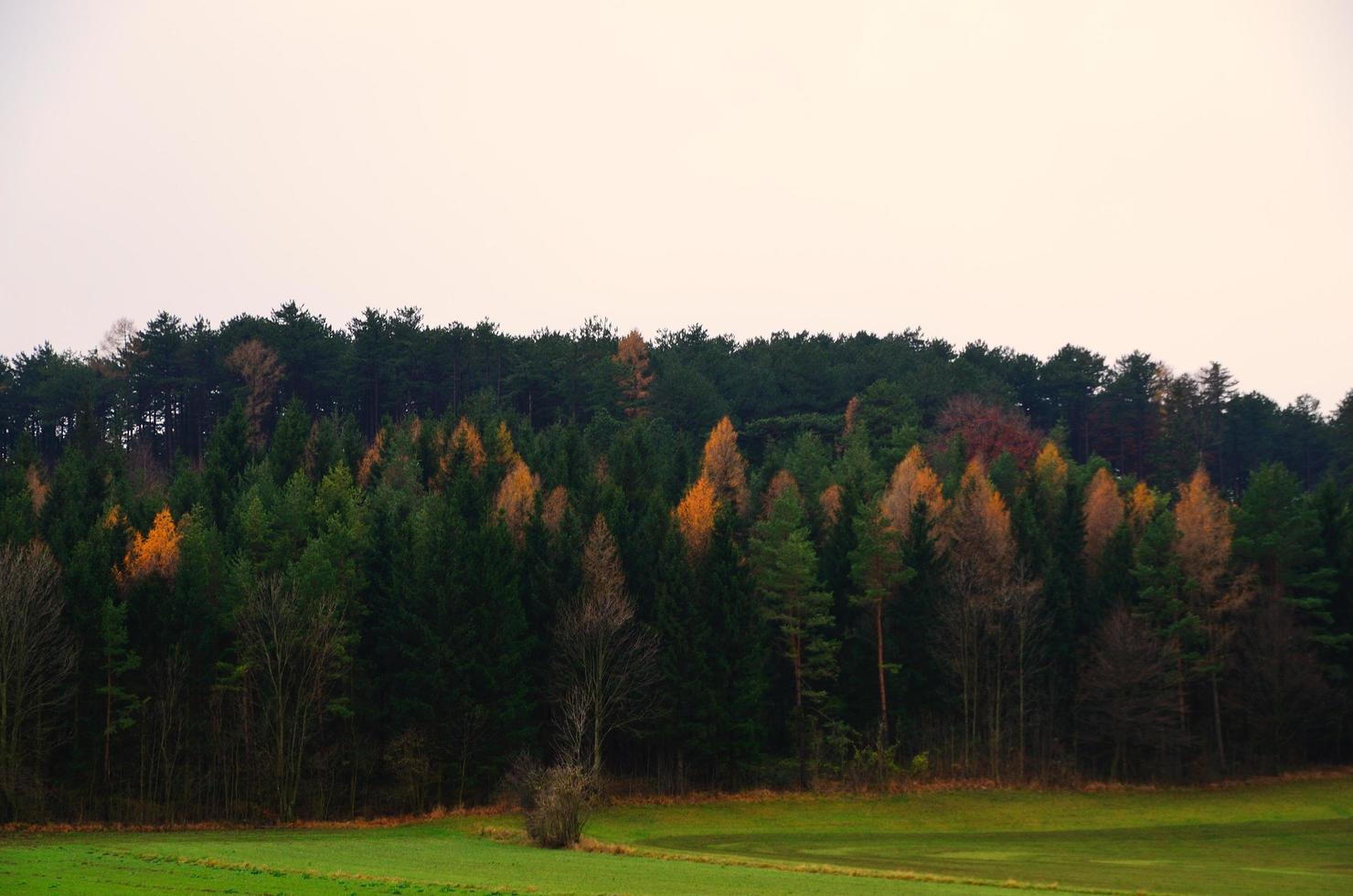 färgglada höst skog grå himmel foto