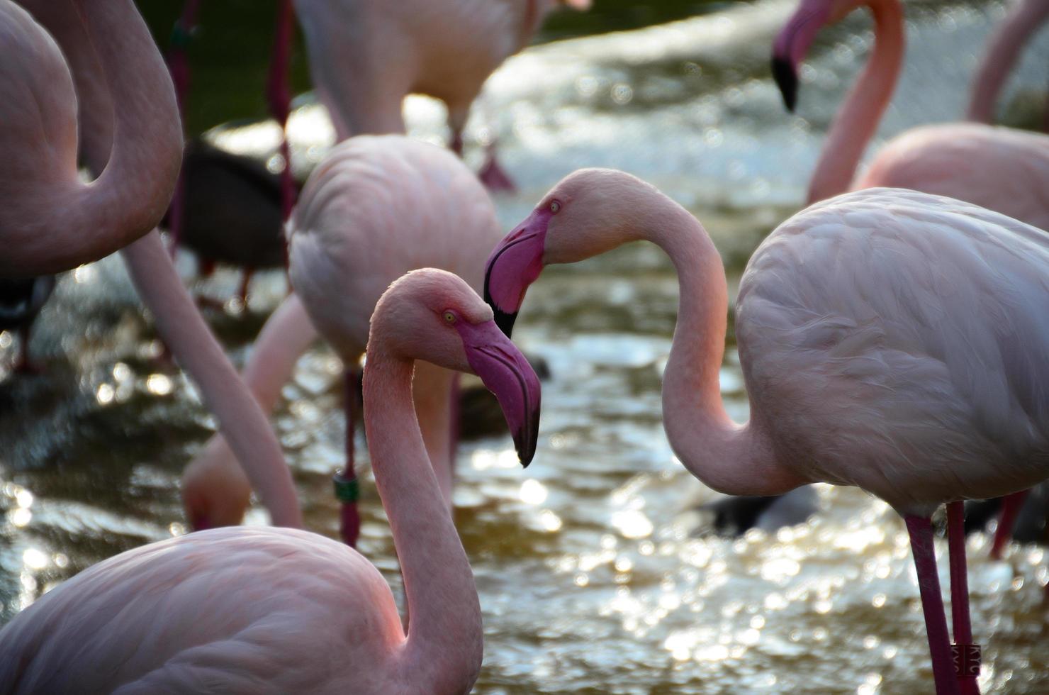 flamingos i djurparken foto