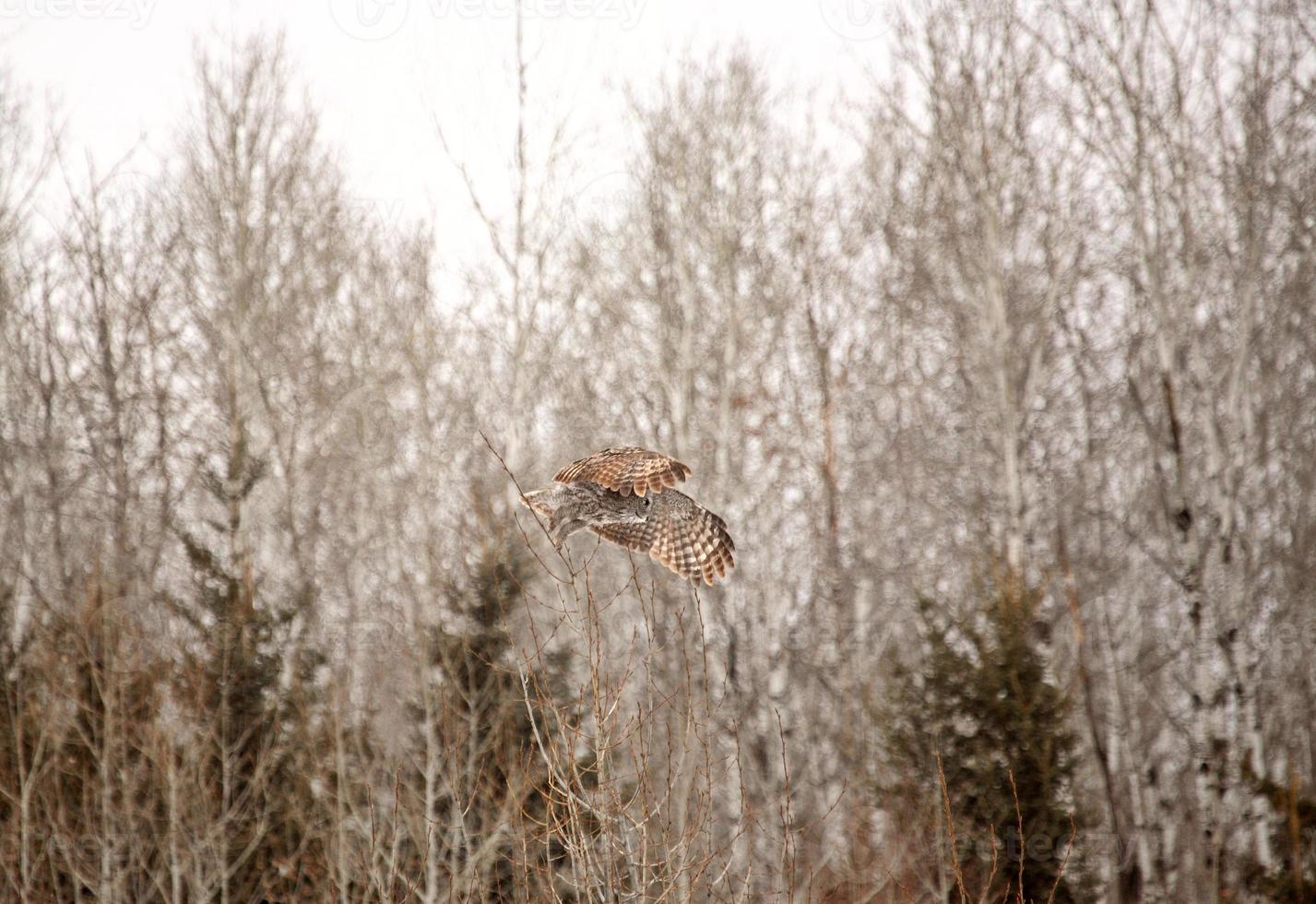 stor grå uggla i flyg i boreal skog foto