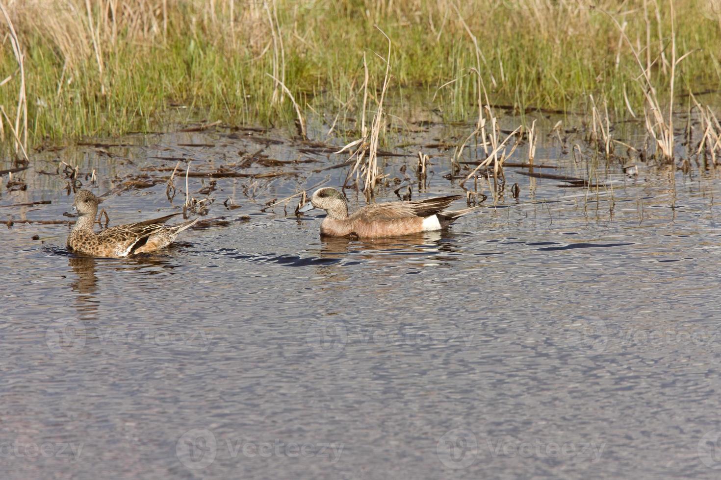 american wigeon manliga och kvinnliga ankor kanada foto